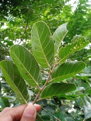 Antidesma ghaesembilla