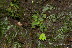Adiantum raddianum