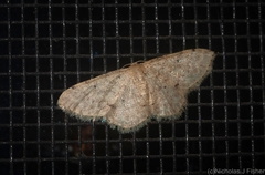 Idaea pilosata
