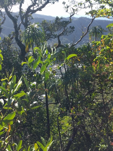 Dracaena halapepe, photograph 2