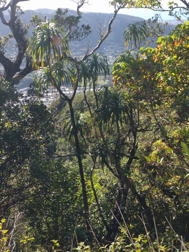 Dracaena halapepe, photograph 3