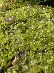 Ulva californica