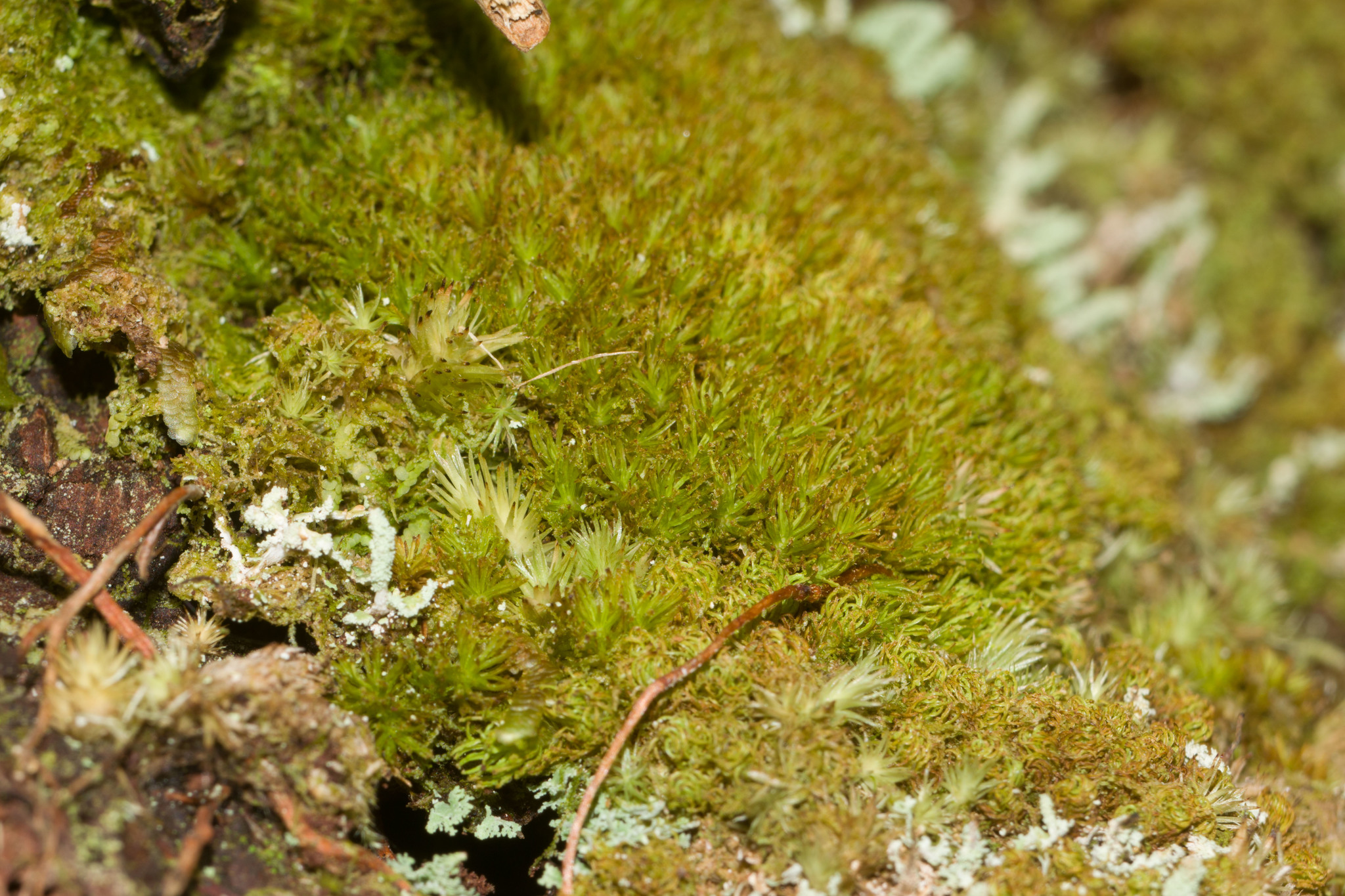 Syrrhopodon gaudichaudii