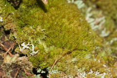 Syrrhopodon gaudichaudii