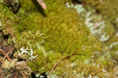 Syrrhopodon gaudichaudii