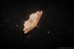 Philogethes metableta