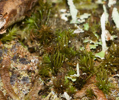 Holomitrium seticalycinum