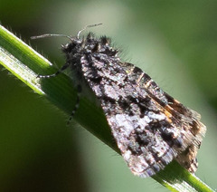Annaphila abdita
