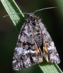 Annaphila abdita
