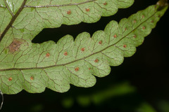 Tectaria gaudichaudii