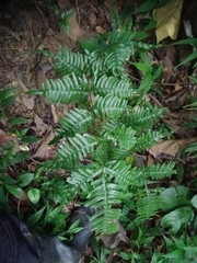Pteris terminalis