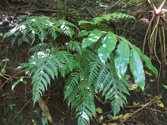 Tectaria gaudichaudii