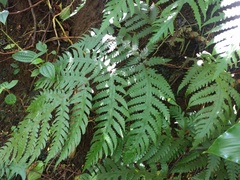 Tectaria gaudichaudii