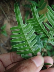 Pteris terminalis