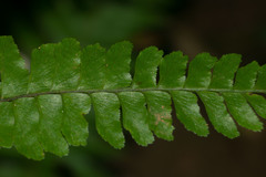 Hymenasplenium unilaterale