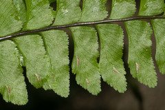 Hymenasplenium unilaterale