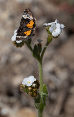 Annaphila divinula