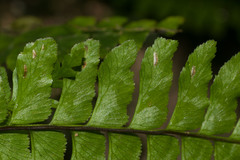 Hymenasplenium unilaterale