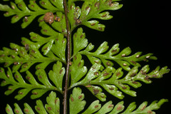 Asplenium macraei