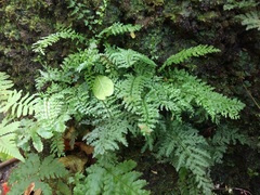 Asplenium macraei