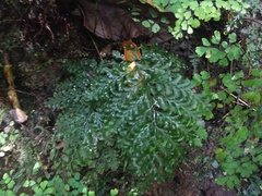 Vandenboschia cyrtotheca