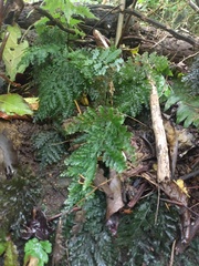 Vandenboschia cyrtotheca