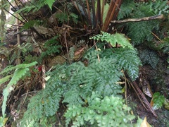 Vandenboschia cyrtotheca