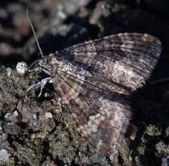 Epirrhoe plebeculata