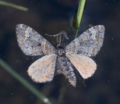 Epirrhoe plebeculata