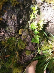 Selaginella arbuscula