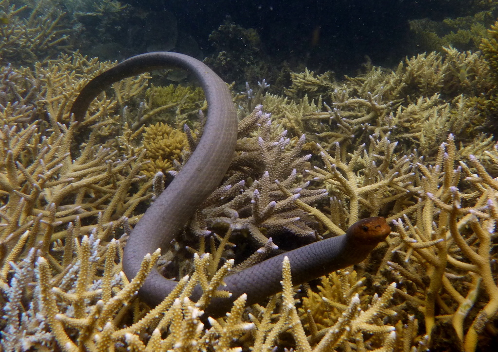 Olive Sea Snake Aipysurus Laevis Swimming Underwater In Australia