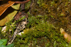 Thuidium cymbifolium