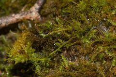 Thuidium cymbifolium