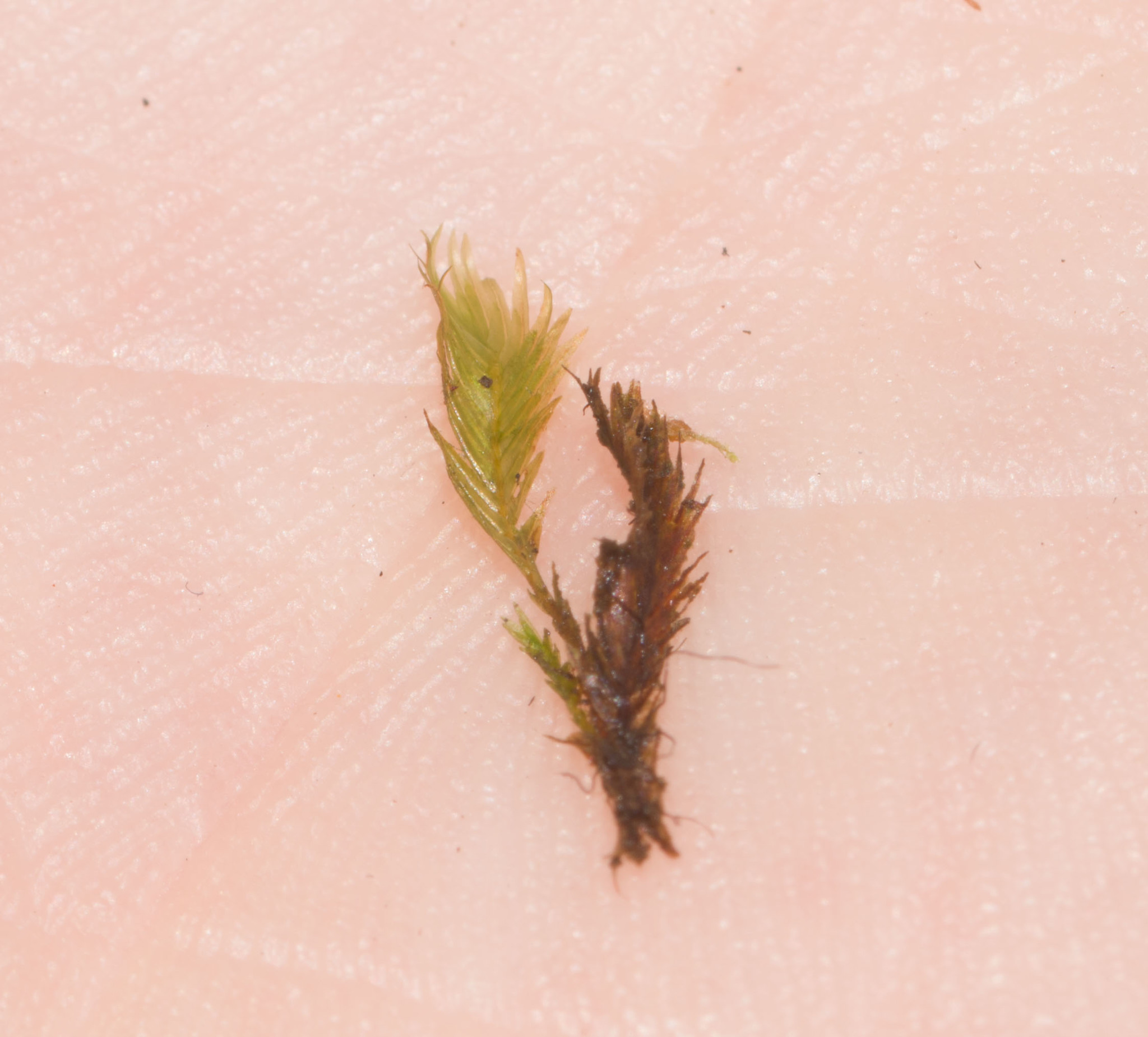 Fissidens delicatulus