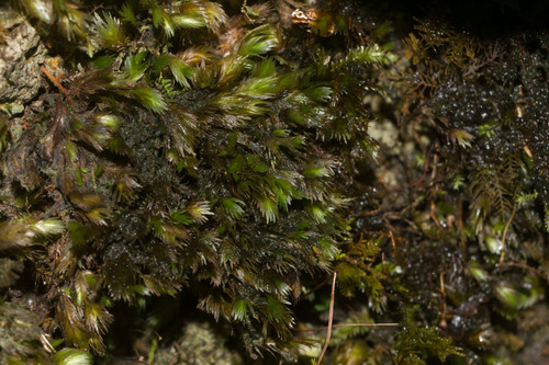 Fissidens delicatulus