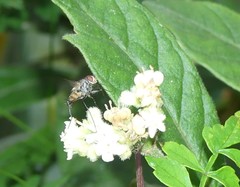 Rutilotrixa lateralis