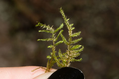 Thuidium cymbifolium