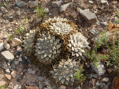 Ariocarpus retusus retusus