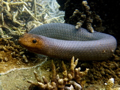 Aipysurus laevis