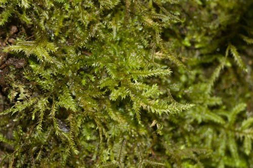 Floribundaria