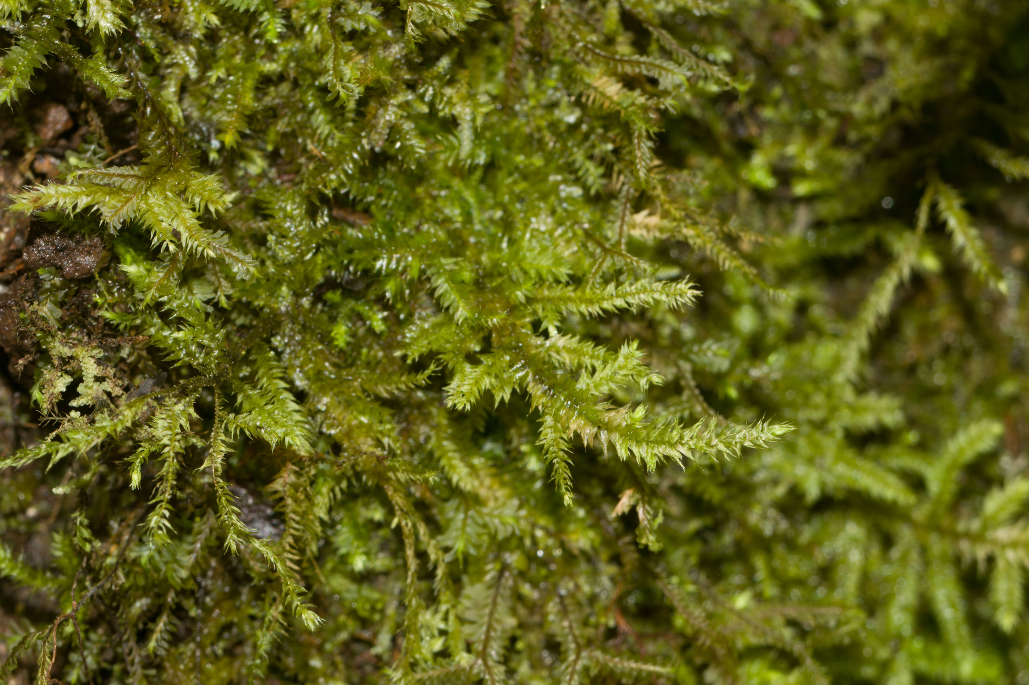 Floribundaria