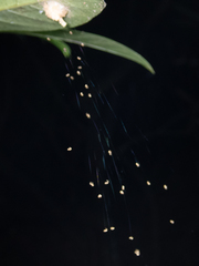 Emertonella taczanowskii