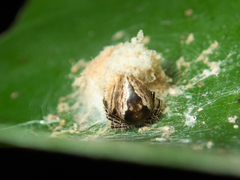 Emertonella taczanowskii