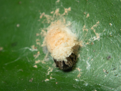 Emertonella taczanowskii