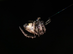 Emertonella taczanowskii