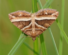Chrysolarentia conifasciata
