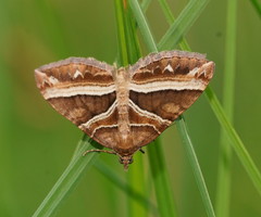 Chrysolarentia conifasciata
