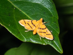 Dichocrocis