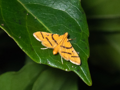 Dichocrocis