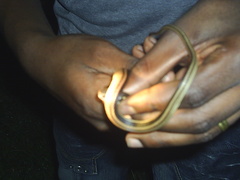 Coniophanes schmidti